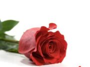 DARRIO – ONLY YOU – PANTA SON MUSIC PRODUCTIONS